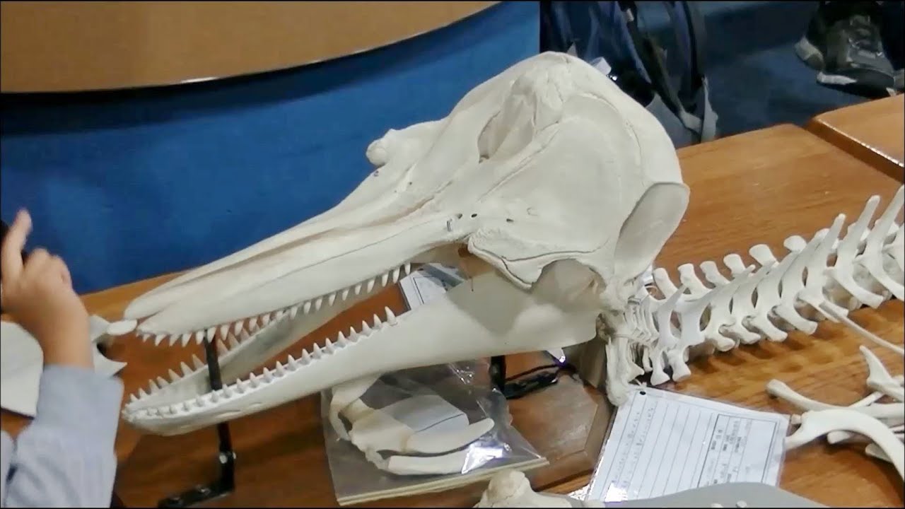 イルカの飼育ミニ講座 2 】 イルカの骨を組み立てよう ～本物のイルカ