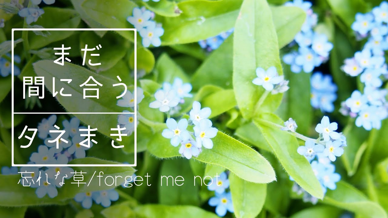 Forget-me-not] There's still time to sow the seeds. I also tried