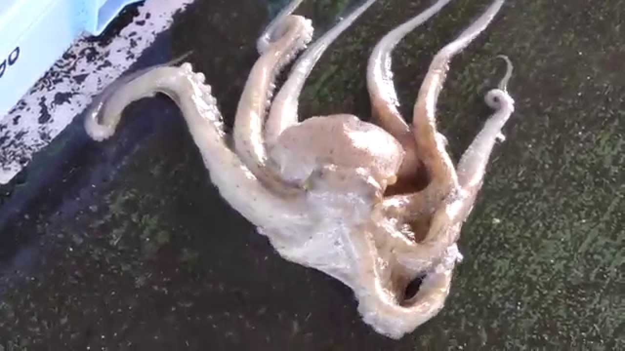 逃げるタコ - YouTube