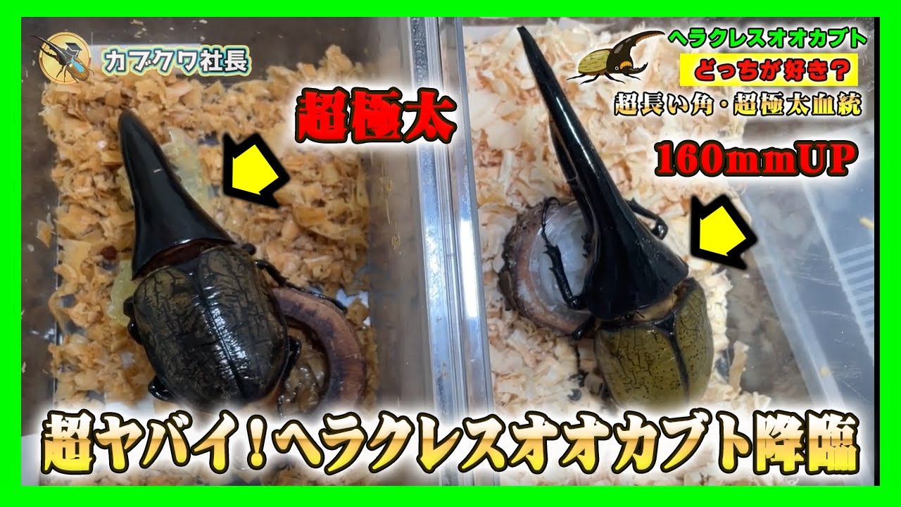 超ヤバイ！】160mmUP＆超極太血統ヘラクレスオオカブト降臨！ - YouTube
