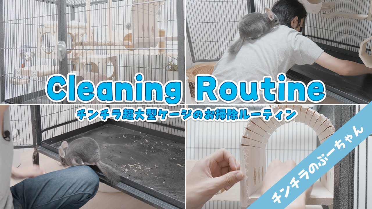 お掃除ルーティン】チンチラ超大型ケージのお掃除は毎日これをするだけ