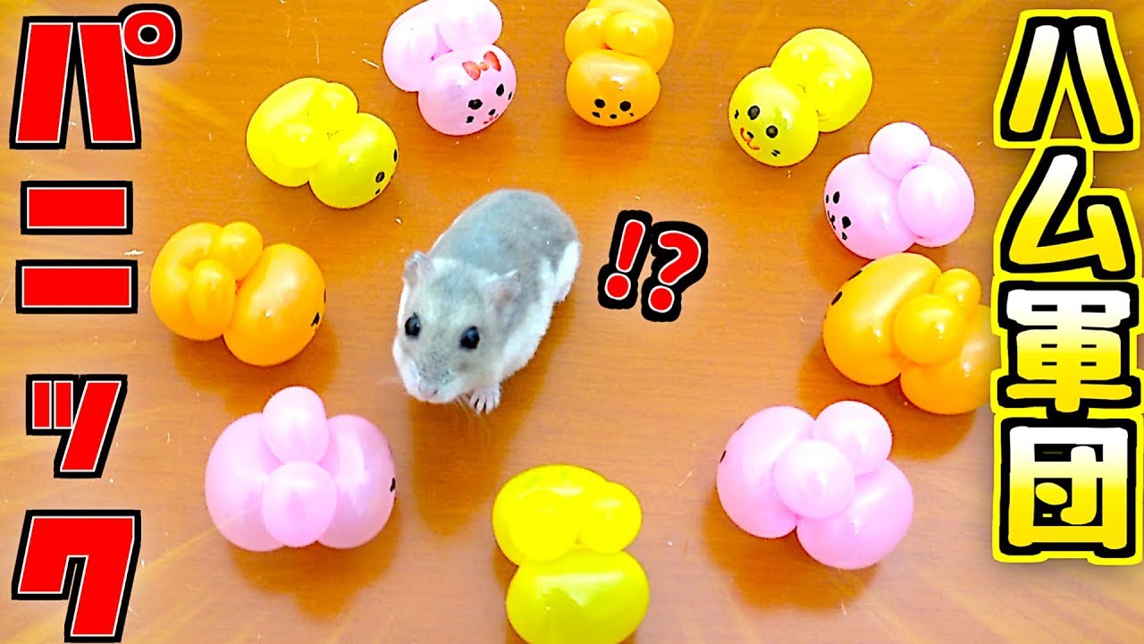 ハムスター】超ミニサイズ‼️