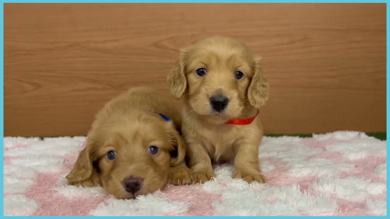 743913 M・ダックスフンド - YouTube