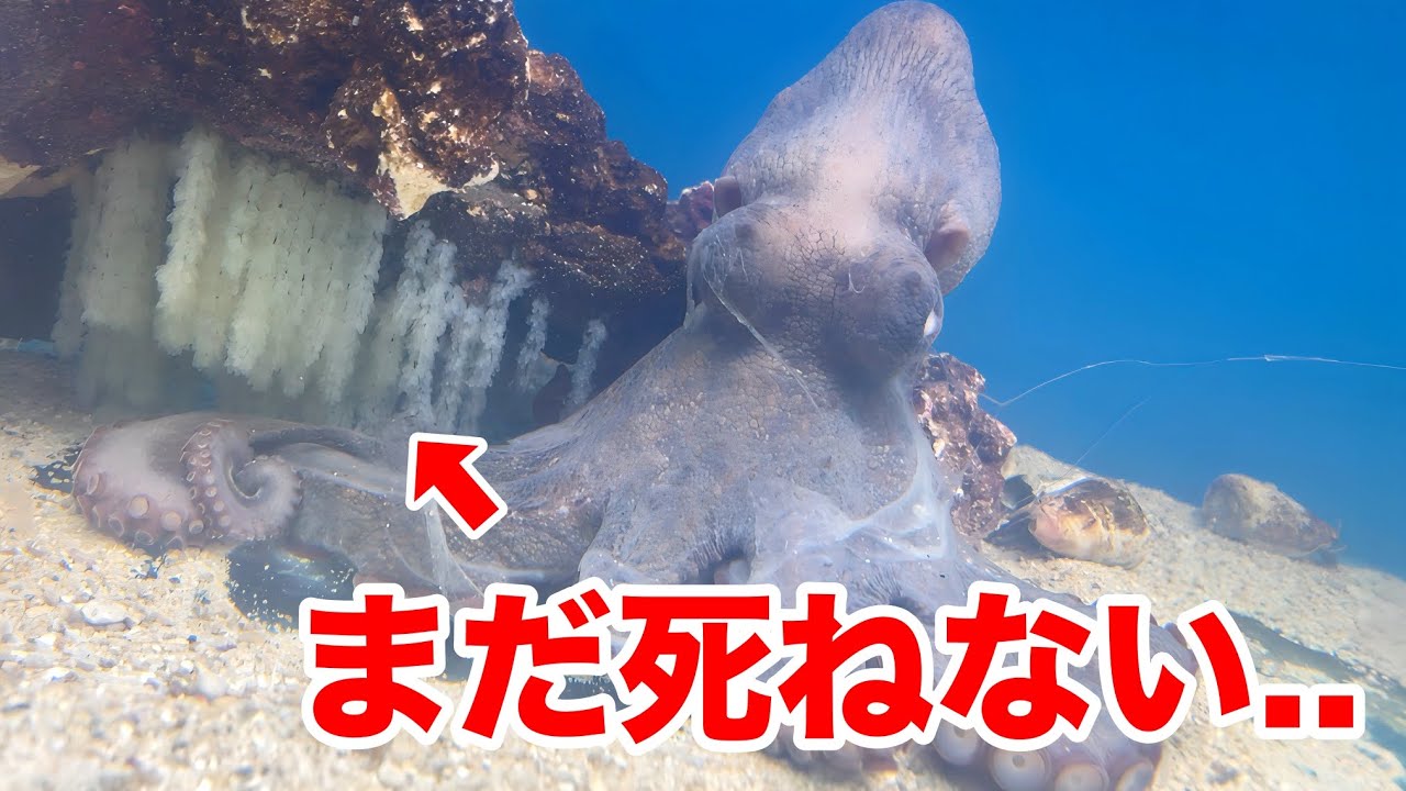 The eggs that the unsold octopus desperately risked its life to