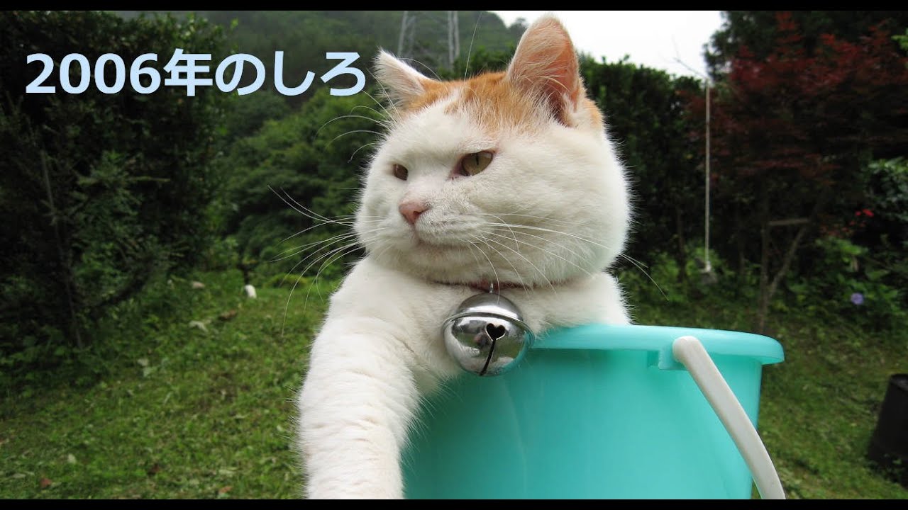 2006年のしろ 220308 - YouTube