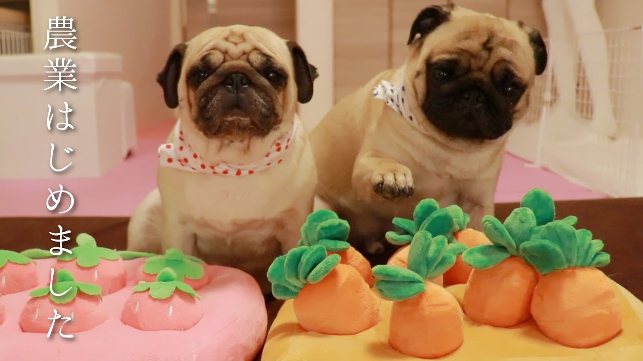 Amazon売り上げ1位のおもちゃに挑戦！イチゴ＆にんじん収穫隊に入隊