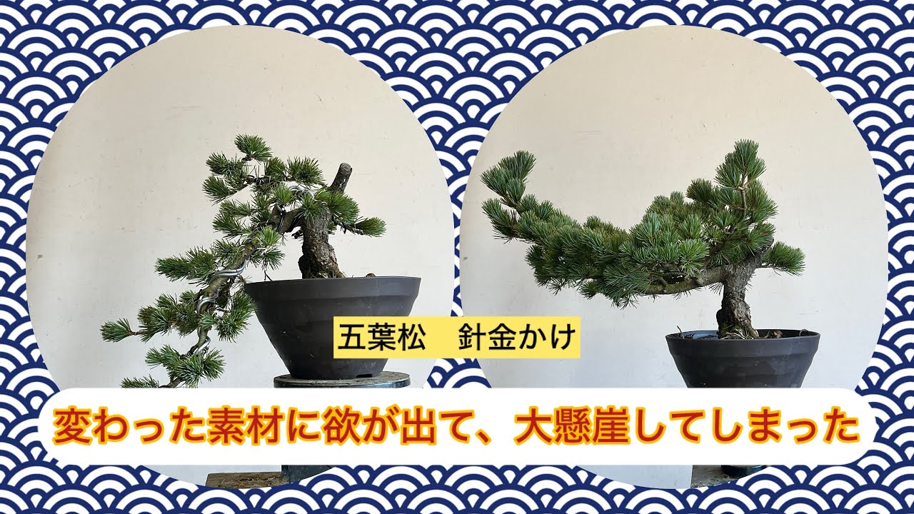 盆栽 五葉松 針金かけ 見かけない形の素材に欲が出て大懸崖にしちゃっ