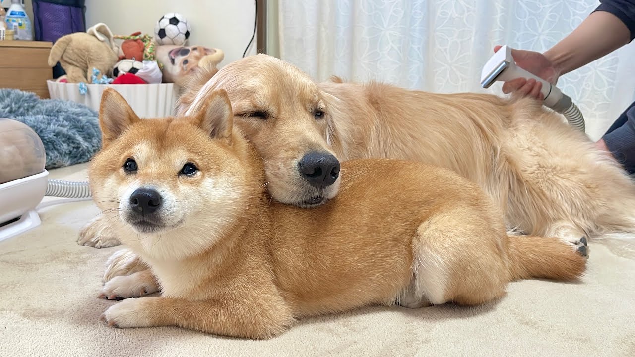 あまりの気持ちよさに豆柴の背中で寝始めてしまったゴールデン