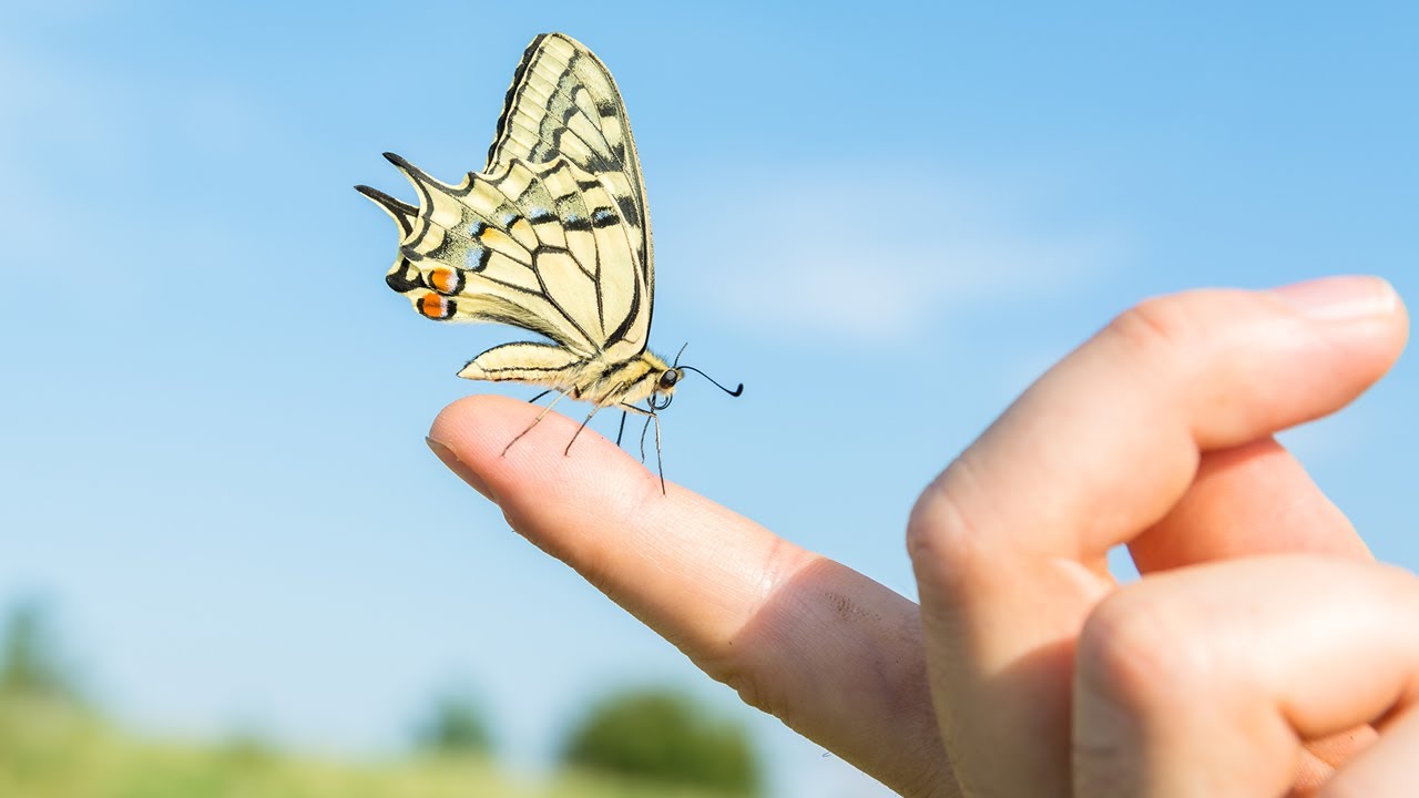 Swallowtail Butterfly ～あいのうた～ - YEN TOWN BAND（フル） - YouTube