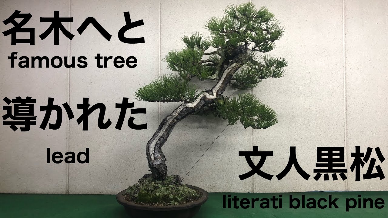盆栽(bonsai)、黒松(black pine)、文人、名木への道。 - YouTube