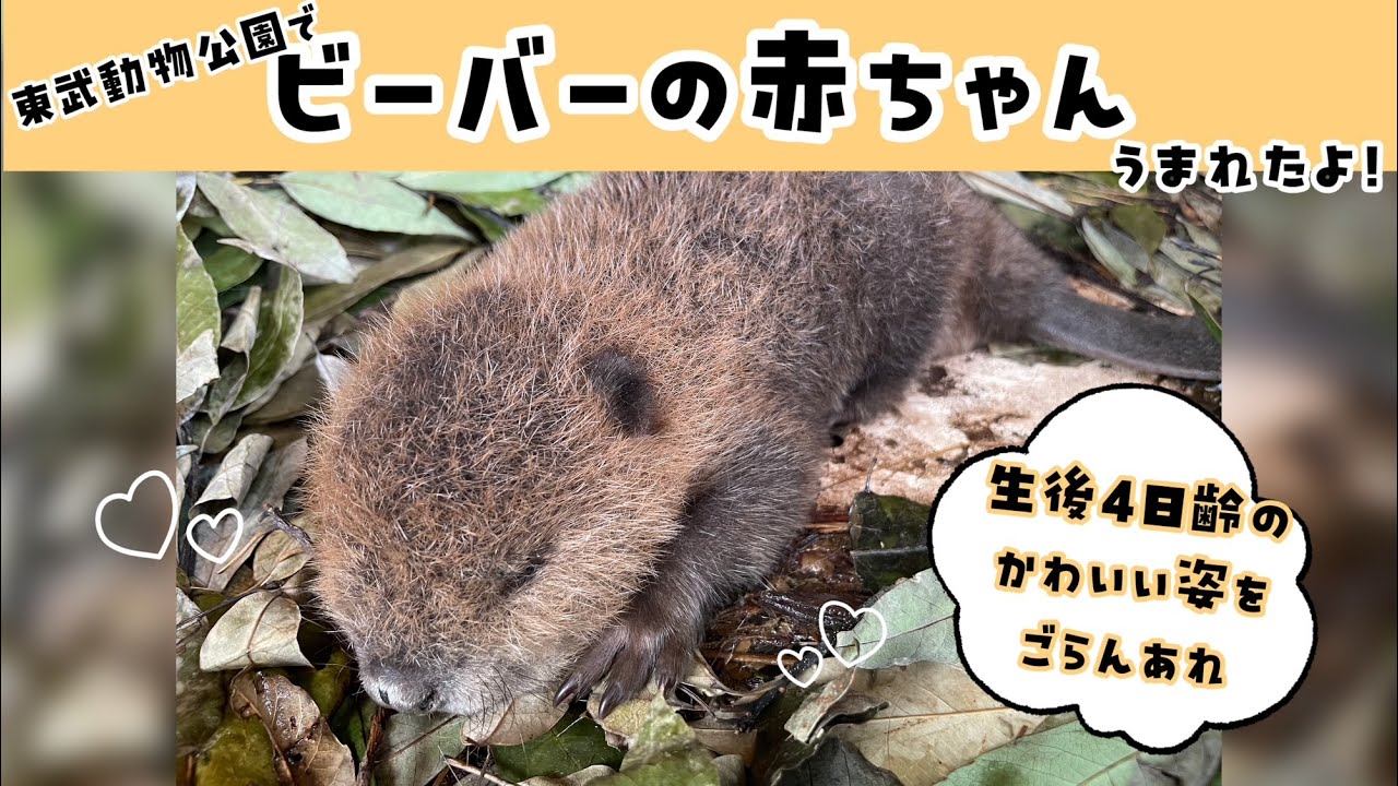 ビーバーの赤ちゃんが産まれたよ！】東武動物公園 公式YouTube