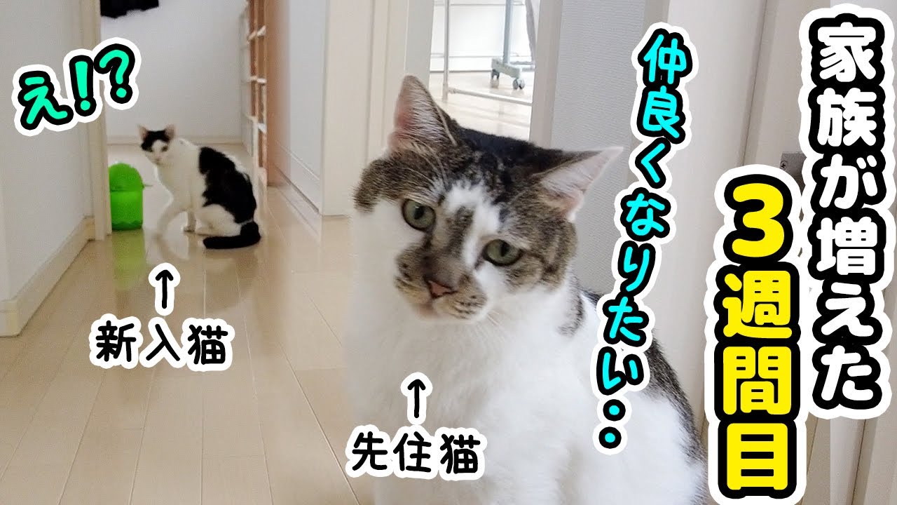 Sasami, the older cat who wants to be friends with the new cat