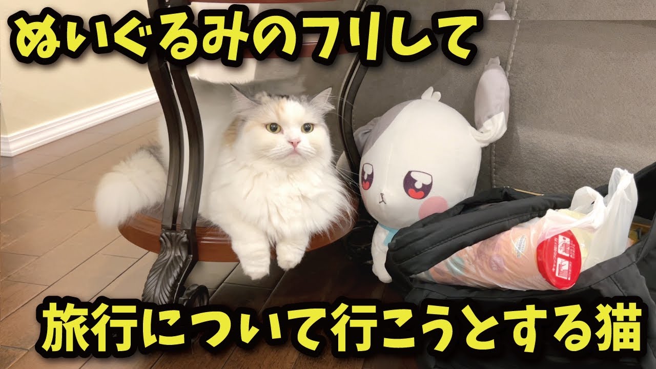 A cat who doesn't want to be left behind and pretends to be a