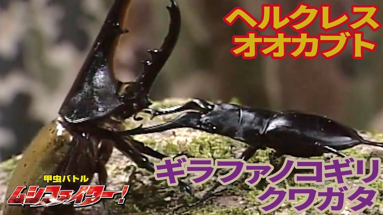 公式】ギラファノコギリクワガタ vs ヘルクレスオオカブト（ヘラクレス