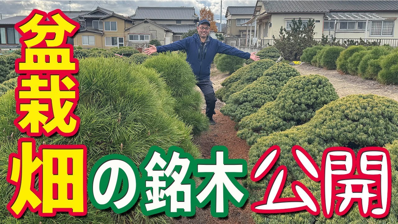Explore the Treasures of the Bonsai Field: 100-Year-Old Black and