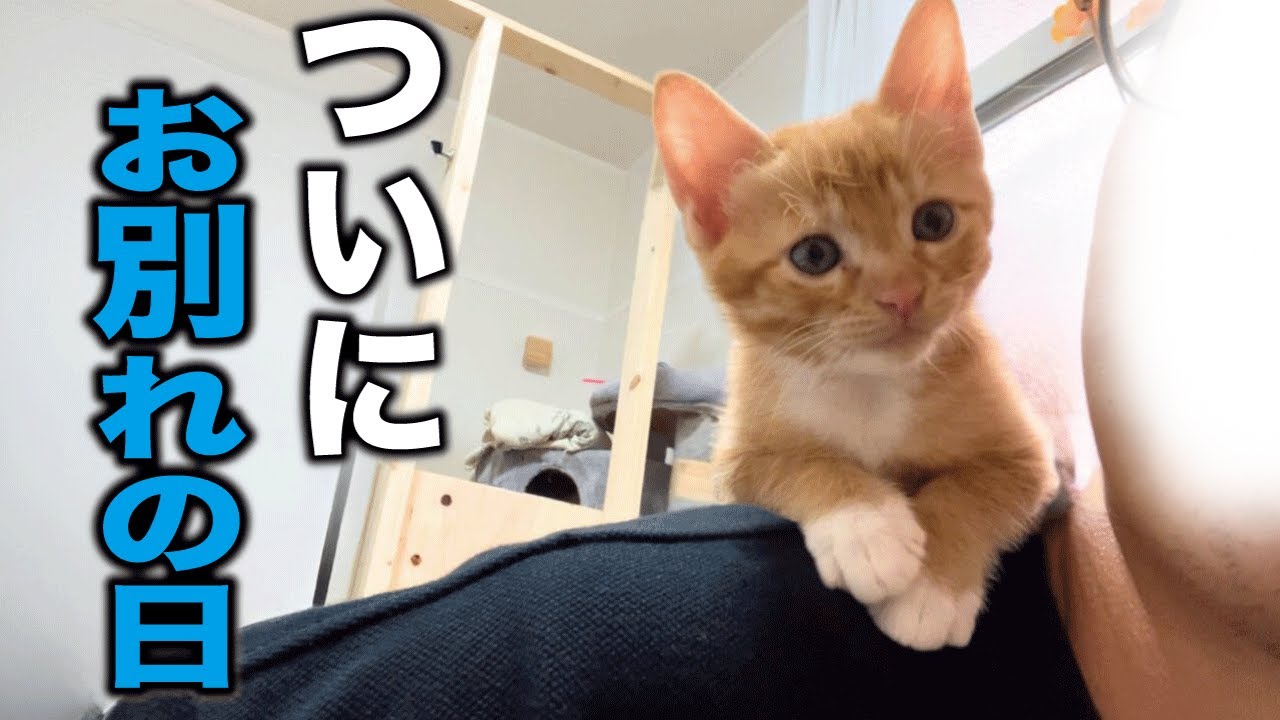 猫の親子 猫の親子の絆を表現 本物 シルクスクリーン 猫の親子 猫の