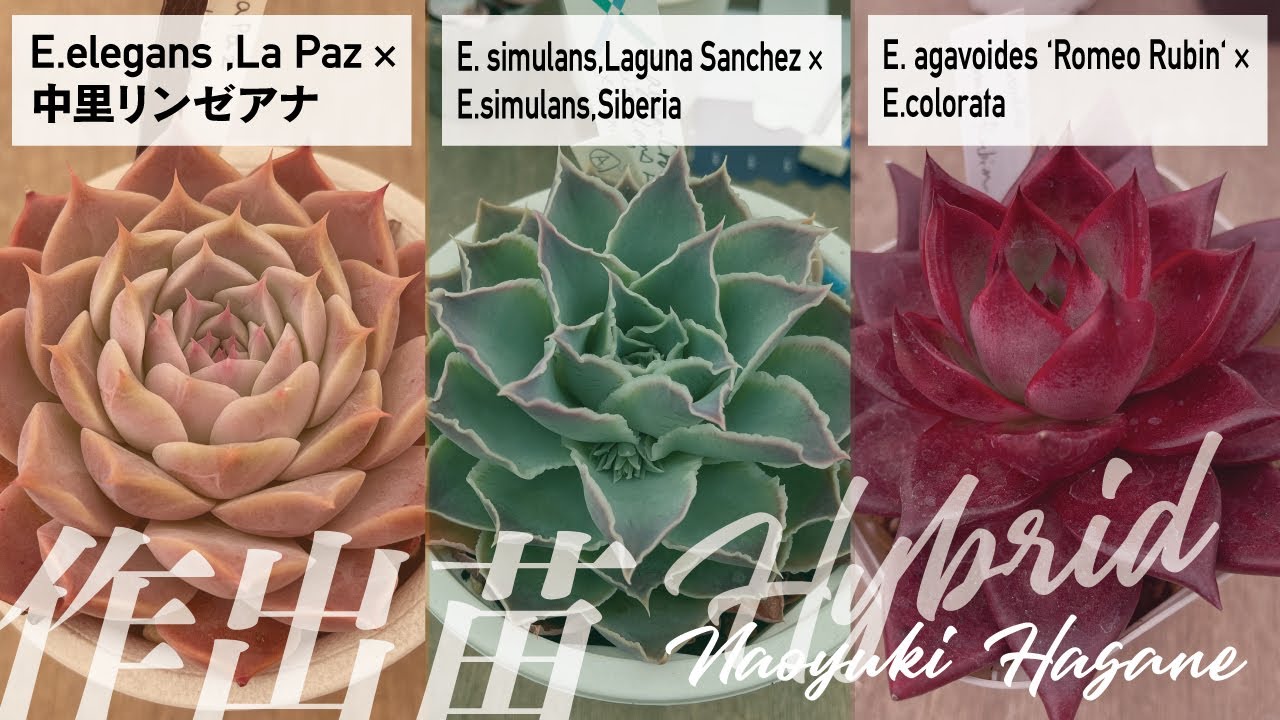 サボテン相談室 羽兼直行】中里リンゼアナ交配など 羽兼 直行作出種