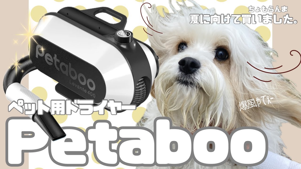 Petaboo】ペットが嫌がらない？！ペット用ドライヤーを本音レビュー