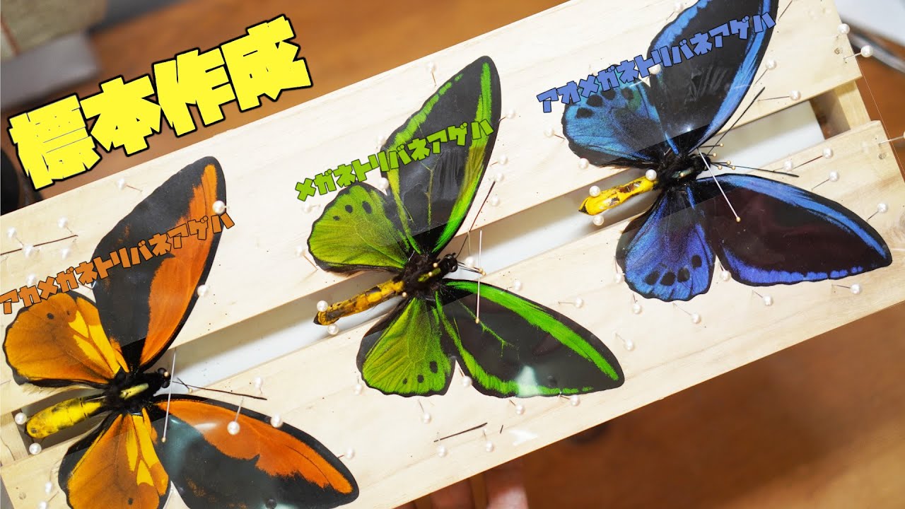 3色に輝く巨大な蝶を標本にする方法【メガネトリバネアゲハ・昆虫標本