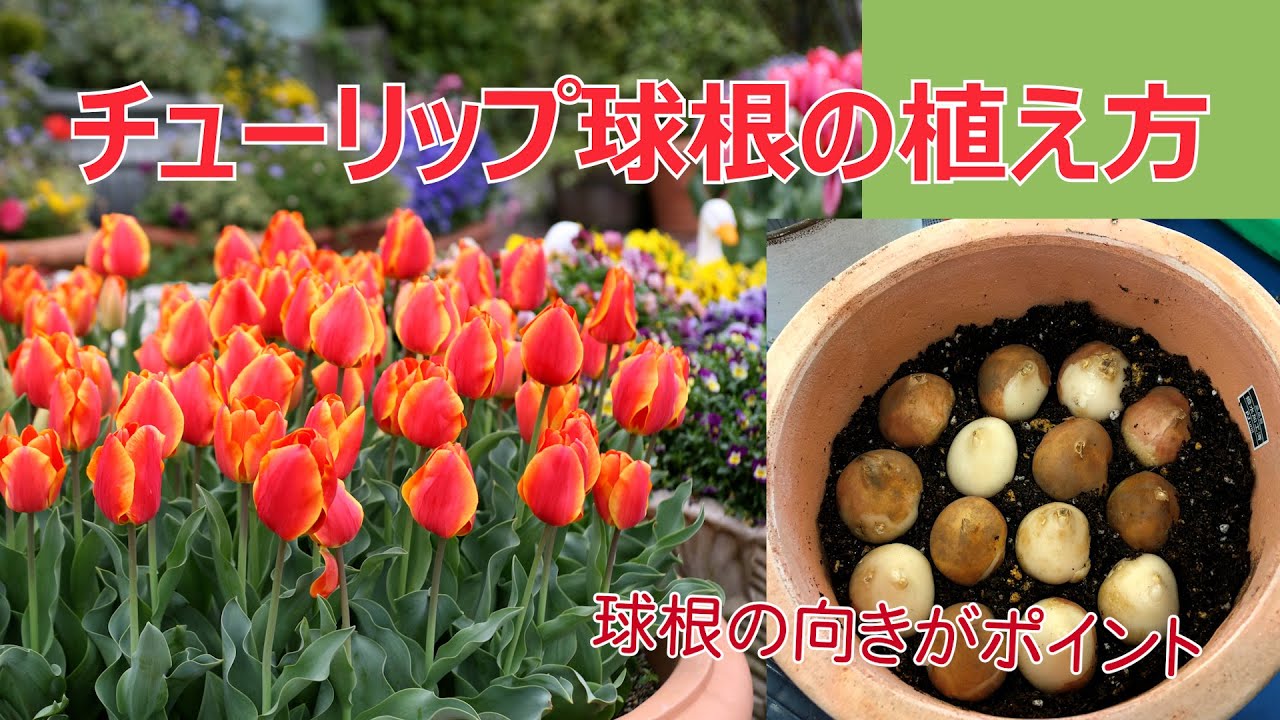 チューリップ球根 そろい咲きミックス 20球×3袋セット｜球根08-TU