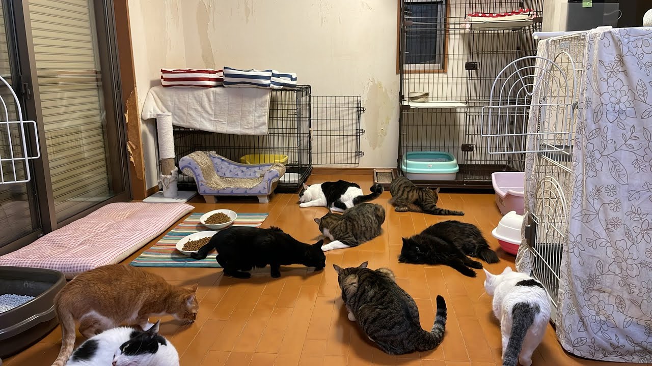 猫屋敷！代表宅から雑談生ライブ（後半に夜間ピンポンダッシュされた話