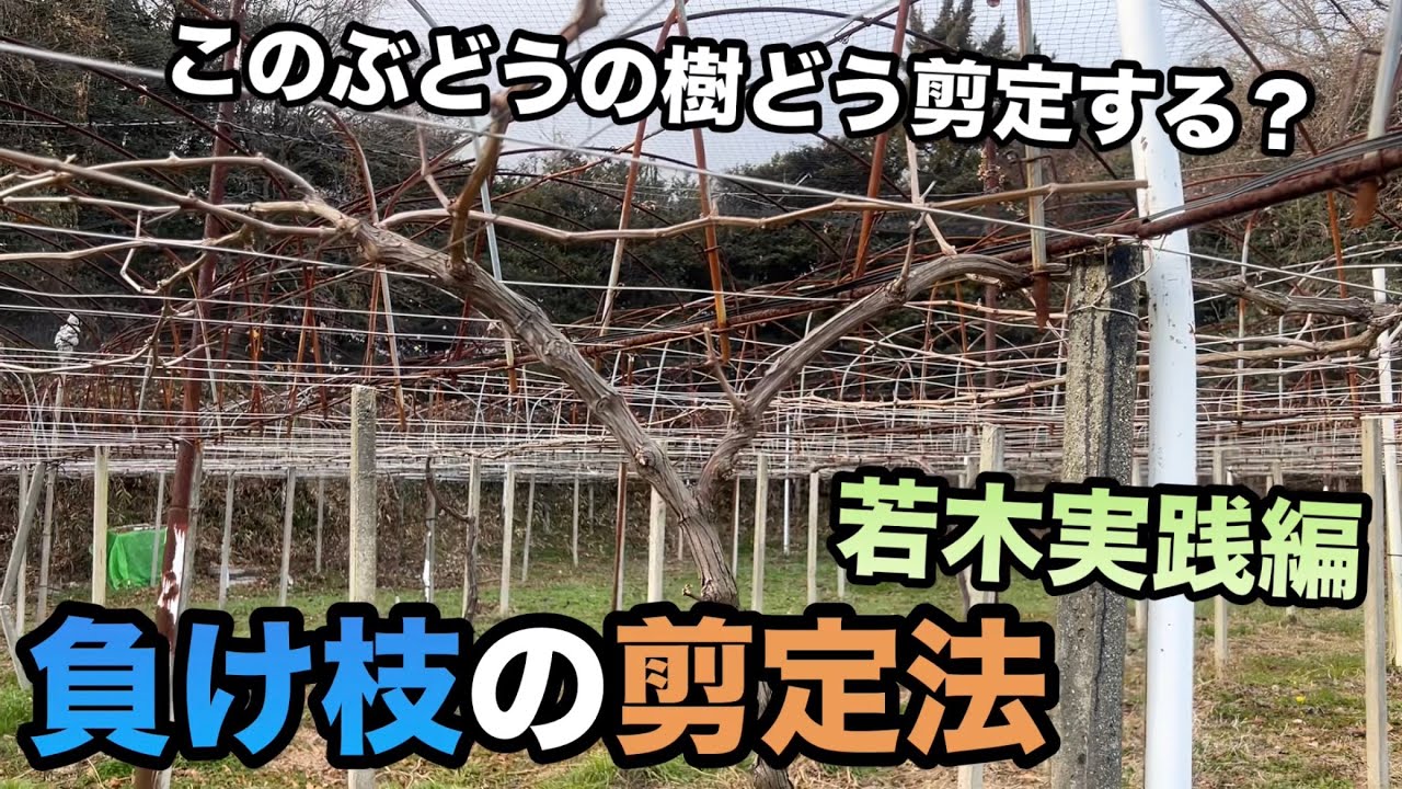 ぶどう台木剪定枝 テレキ 40本（その15） ぶどう台木剪定枝 テレキ 40