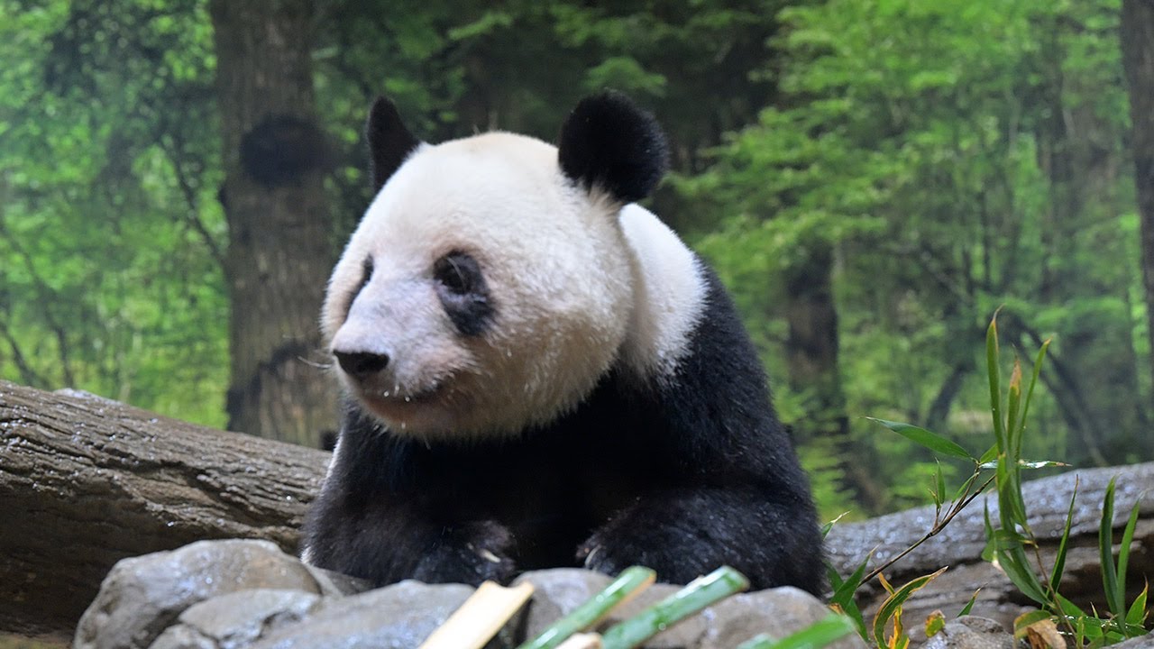 2026.01.06 今日のパンダ（4046日目）[8K] - YouTube