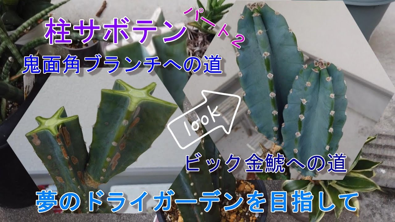 アートな鬼面角ブランチへの道】【ビック金鯱への道】柱サボテンパート