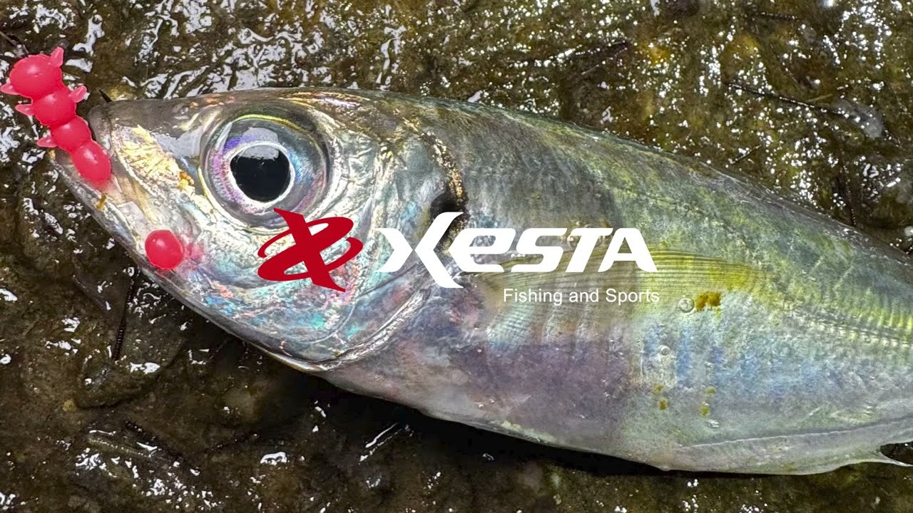 IKURA MUSHI - XESTAゼスタ公式ウェブサイト