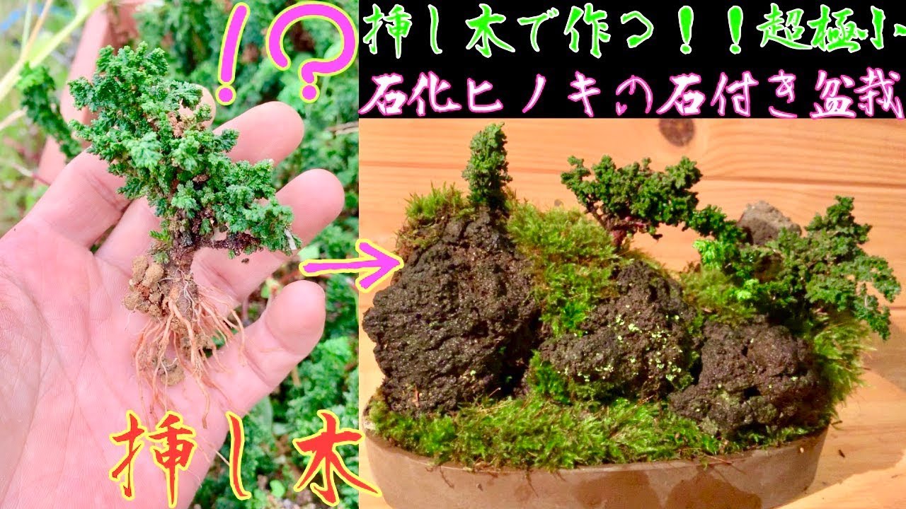 石化ヒノキの挿し木で作る！超極小！石付き盆栽^ - ^How to create