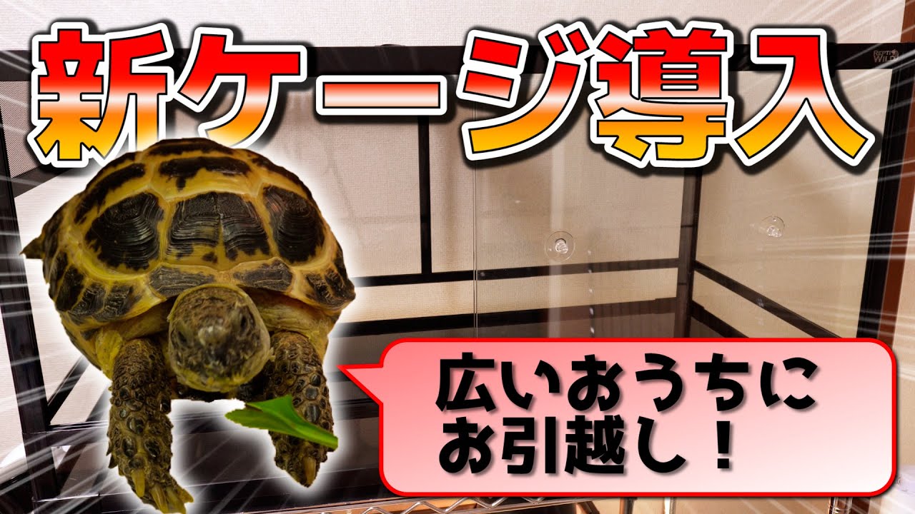 I assembled the reptile cage 