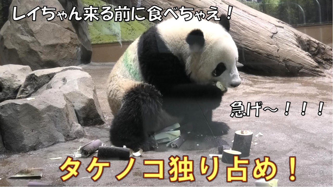 5/25シャオシャオがタケノコ独り占めしようとしてる！レイレイが来る