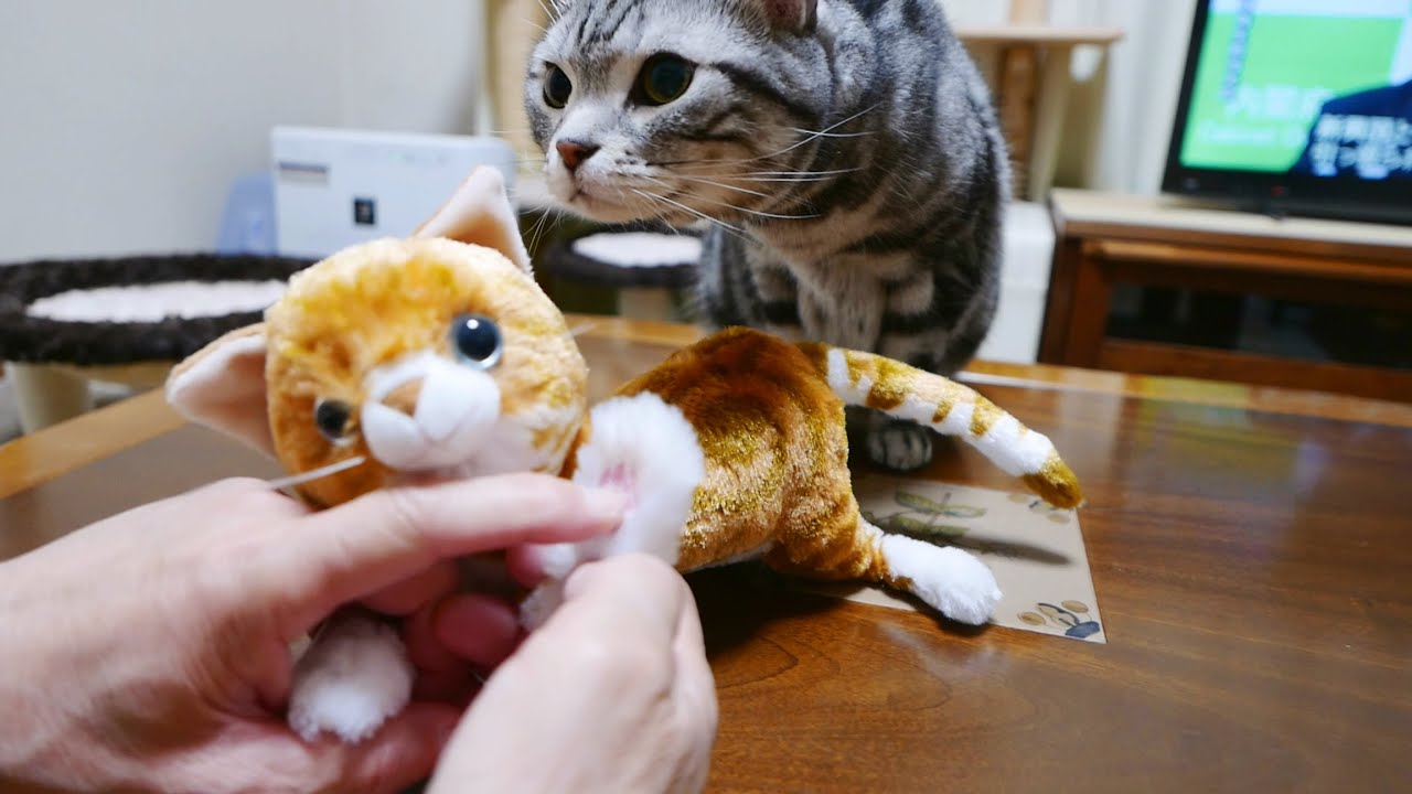 猫とおひざのうえで なでなでねこちゃん DX【前編】 - YouTube