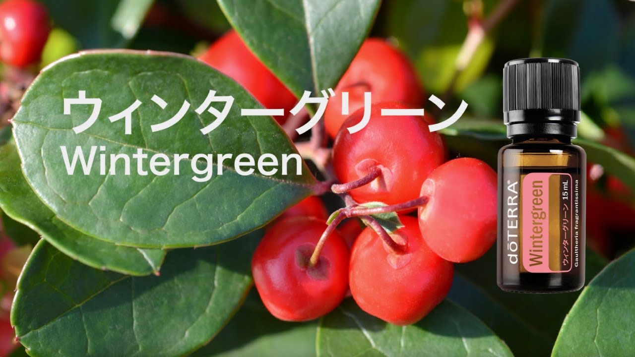 ウィンターグリーン - doTERRA TIMES