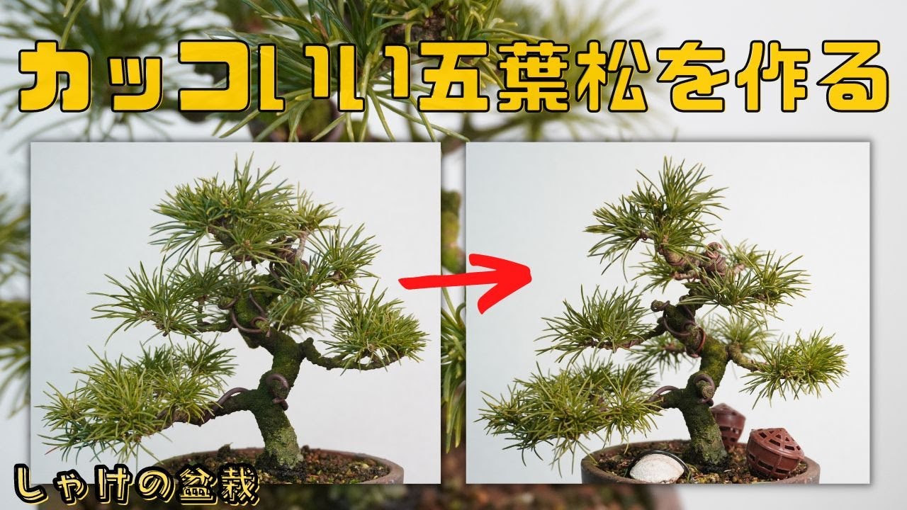 五葉松をカッコよくする Make Goyomatsu cool【しゃけの盆栽】 - YouTube