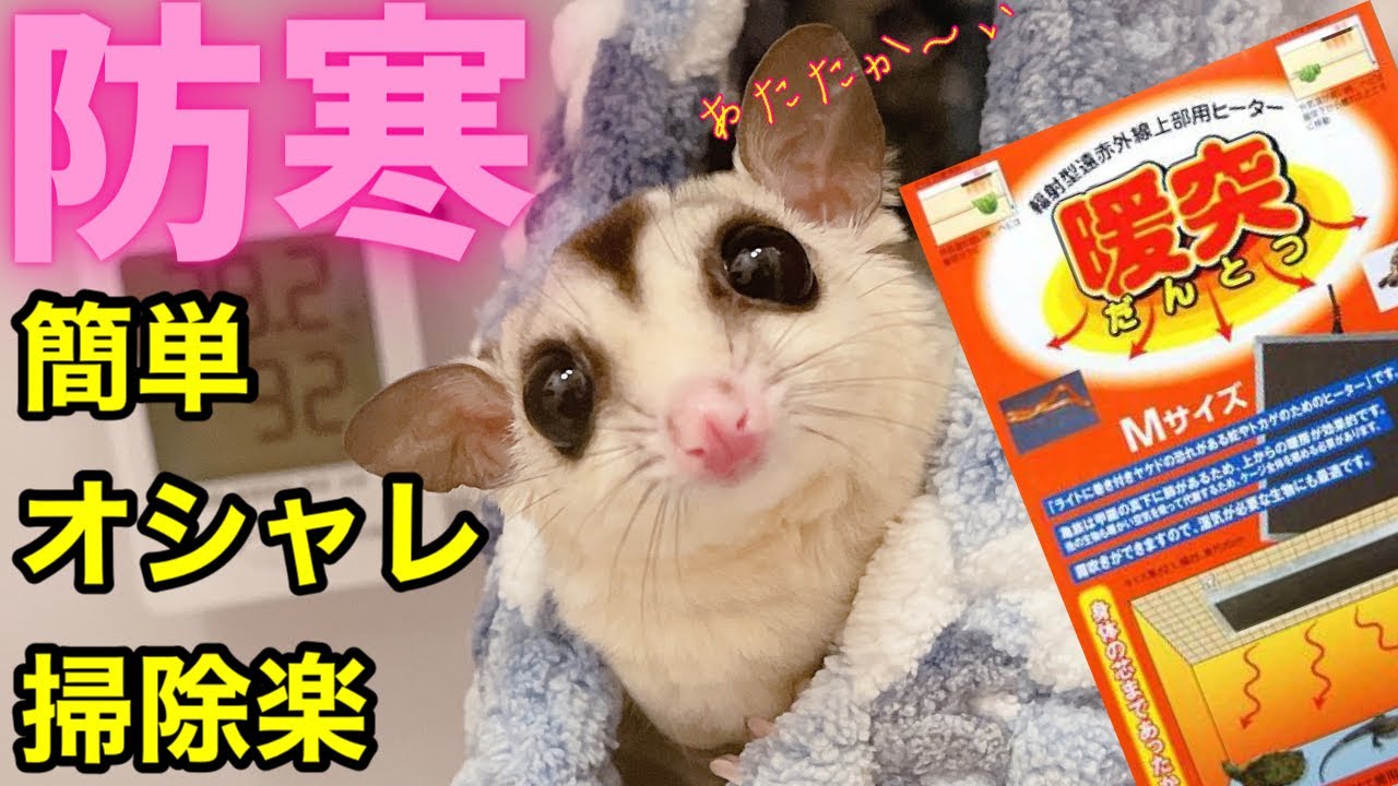 フクロモモンガ初心者必見！冬の寒さ対策。超簡単、暖突取り付け方を