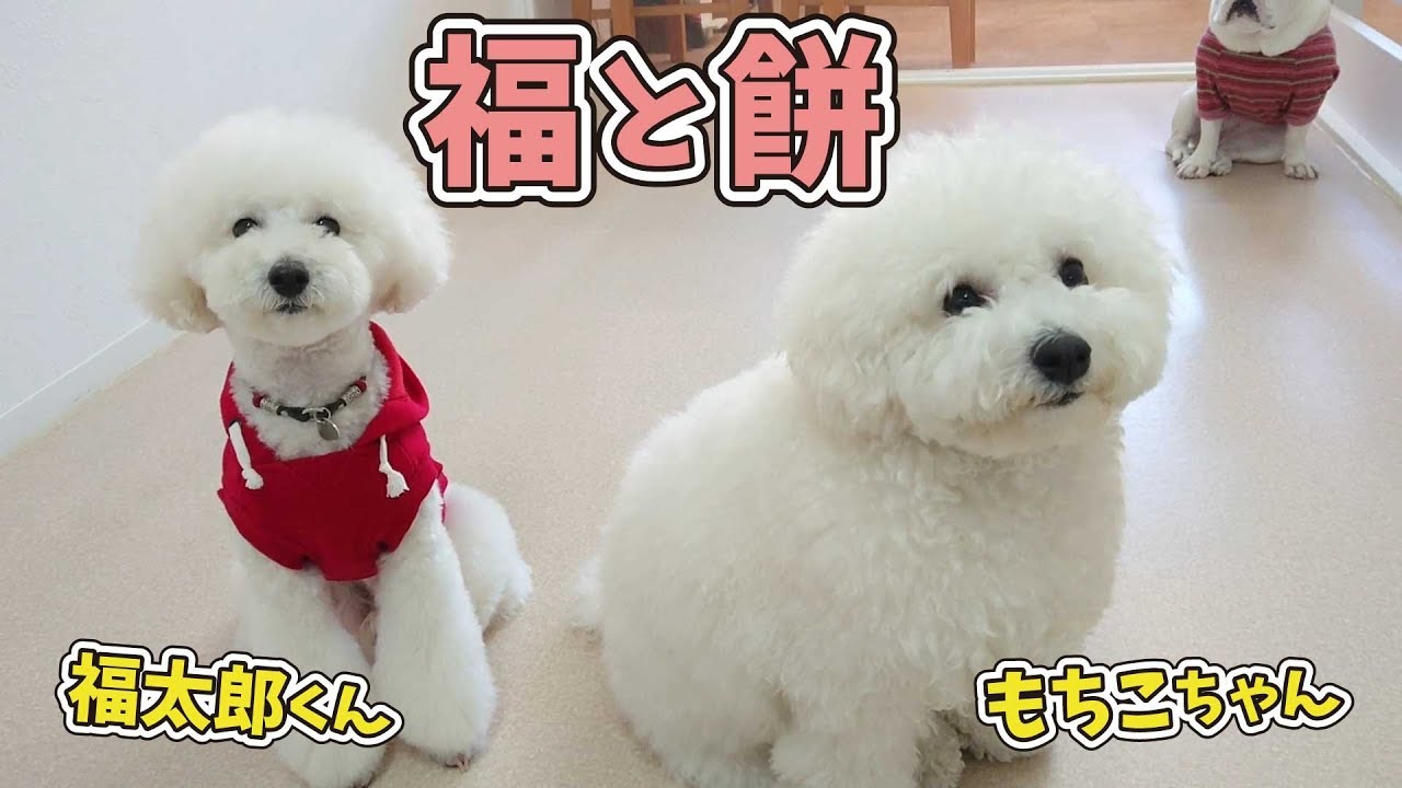 白い福と白い餅 ひみつきちなう！① (ビションフリーゼ チワワ 柴犬