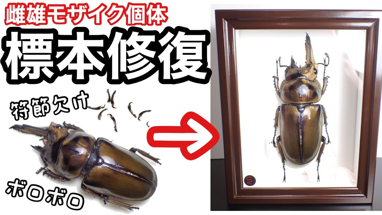 How to restore a specimen: I tried to restore a dilapidated