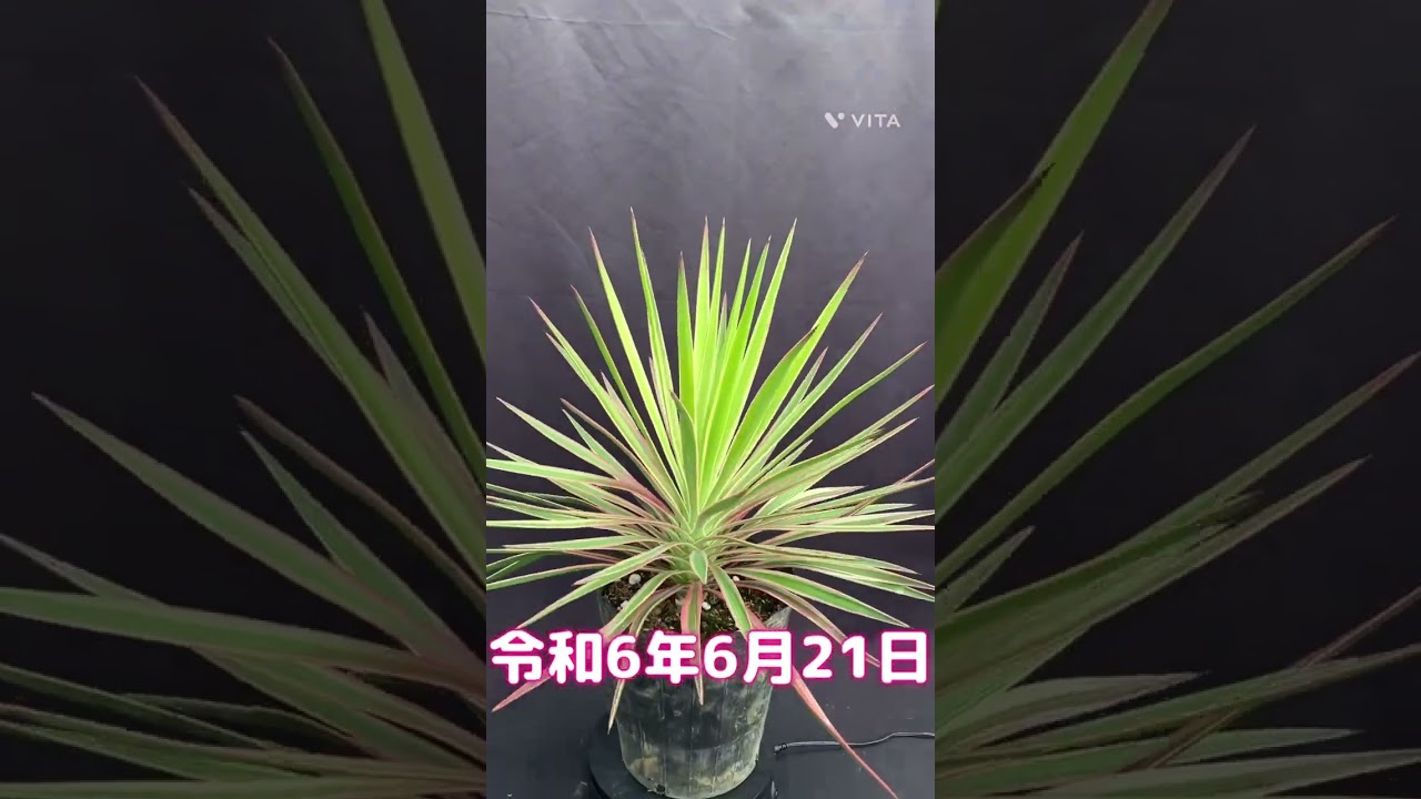 ユッカ・アロイフォリア（斑入り）7号 | 日本ライン花木センター