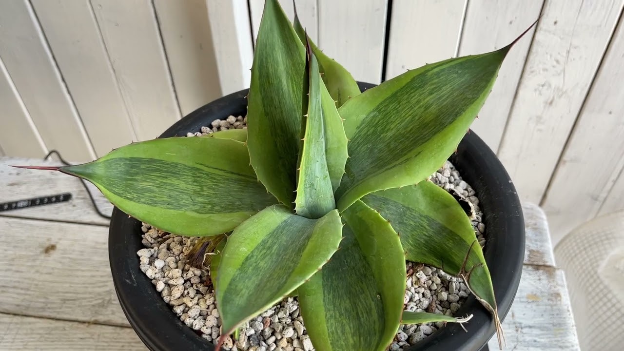 アガベ オバティフォリア キラー - YouTube