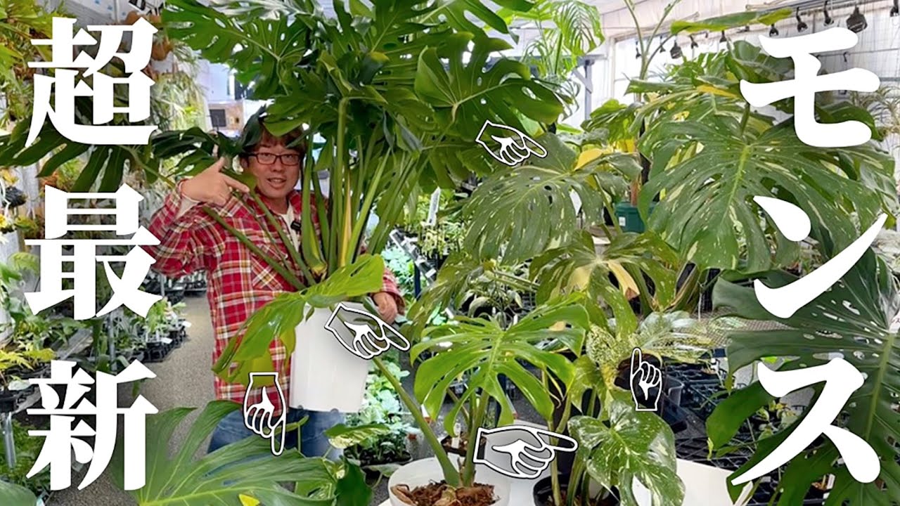 総額◯◯万円】エグいモンステラたちが届きました。 - YouTube