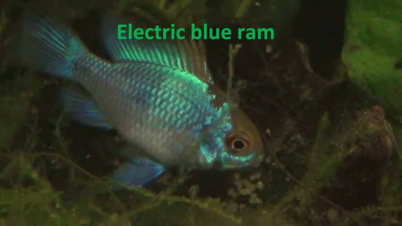 South American Dwarf Cichlids - Species, Tank Set Up, Feeding