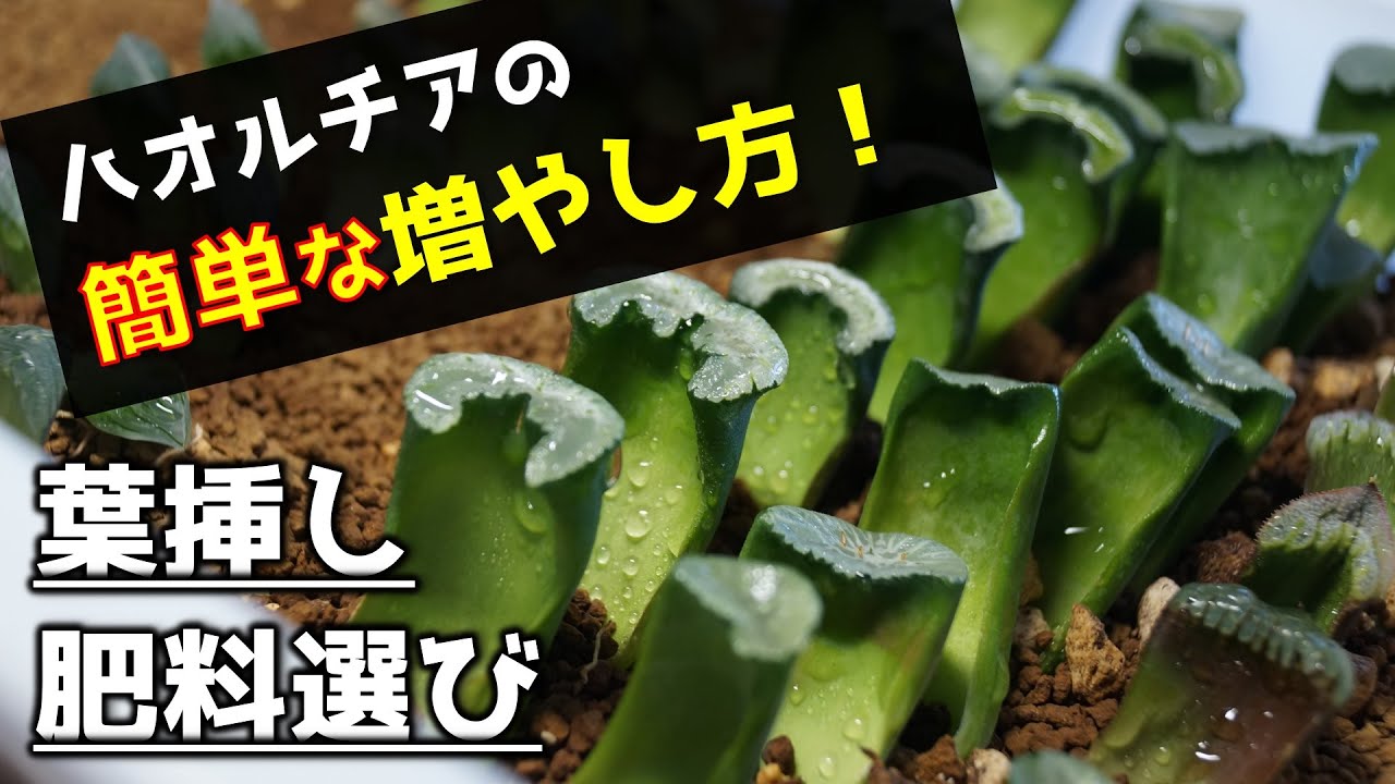 多肉の増やし方】ハオルチアの葉挿しと肥料の与え方【人気観葉植物