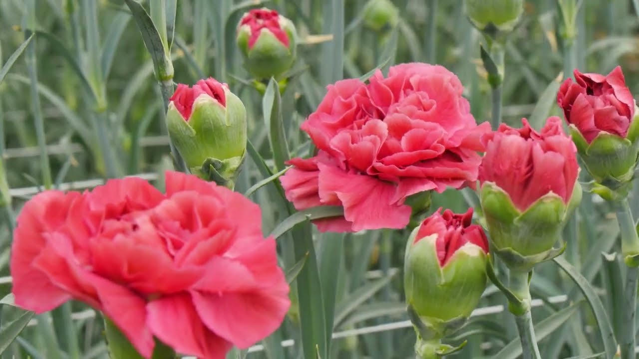 sel® ミスディープ PV 14654 | カーネーション Cuttings