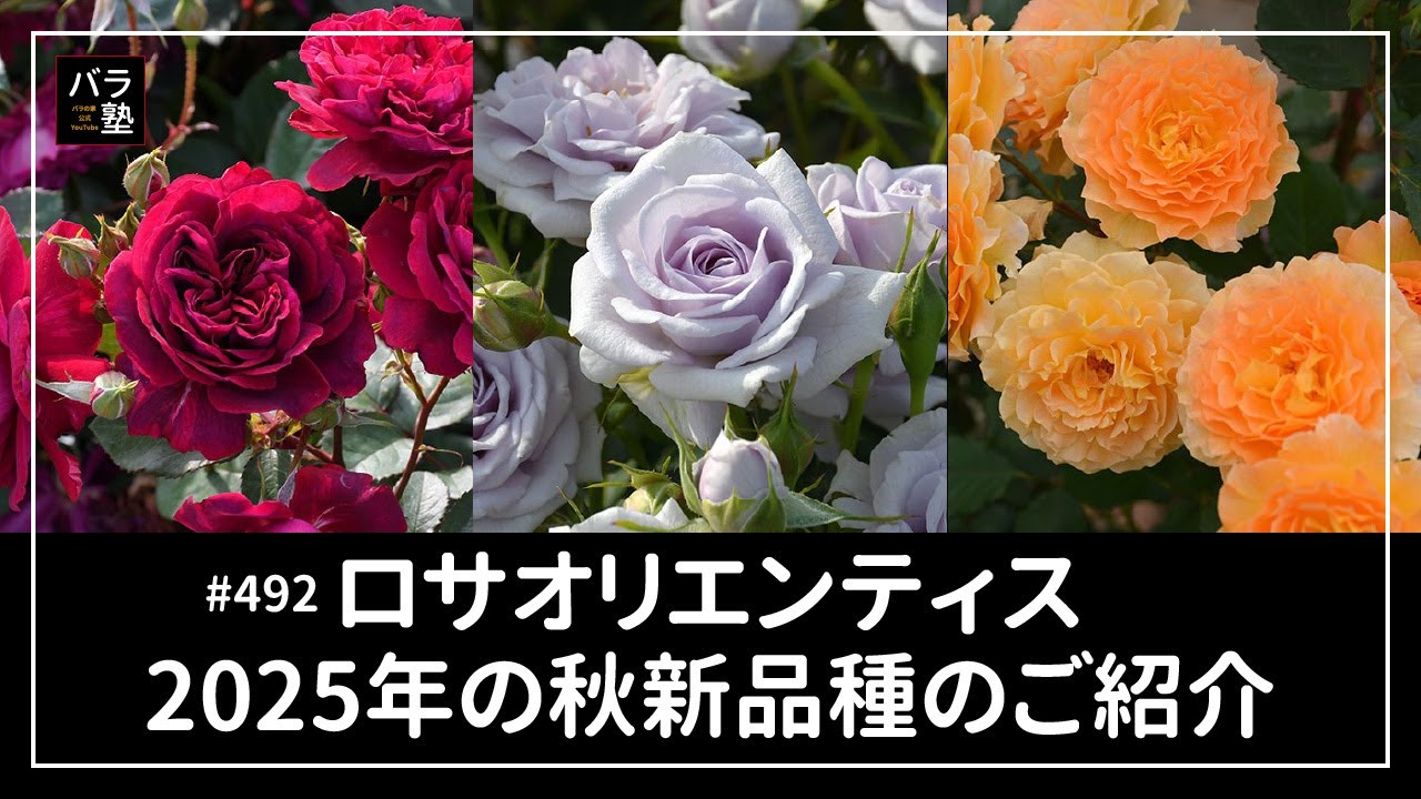 492 Rosa orientis Introducing the new autumn 2025 varieties - YouTube