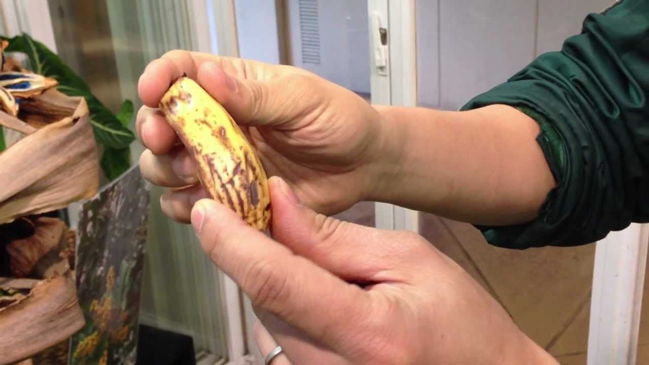 タビビトノキ旅人の木の紹介 - YouTube