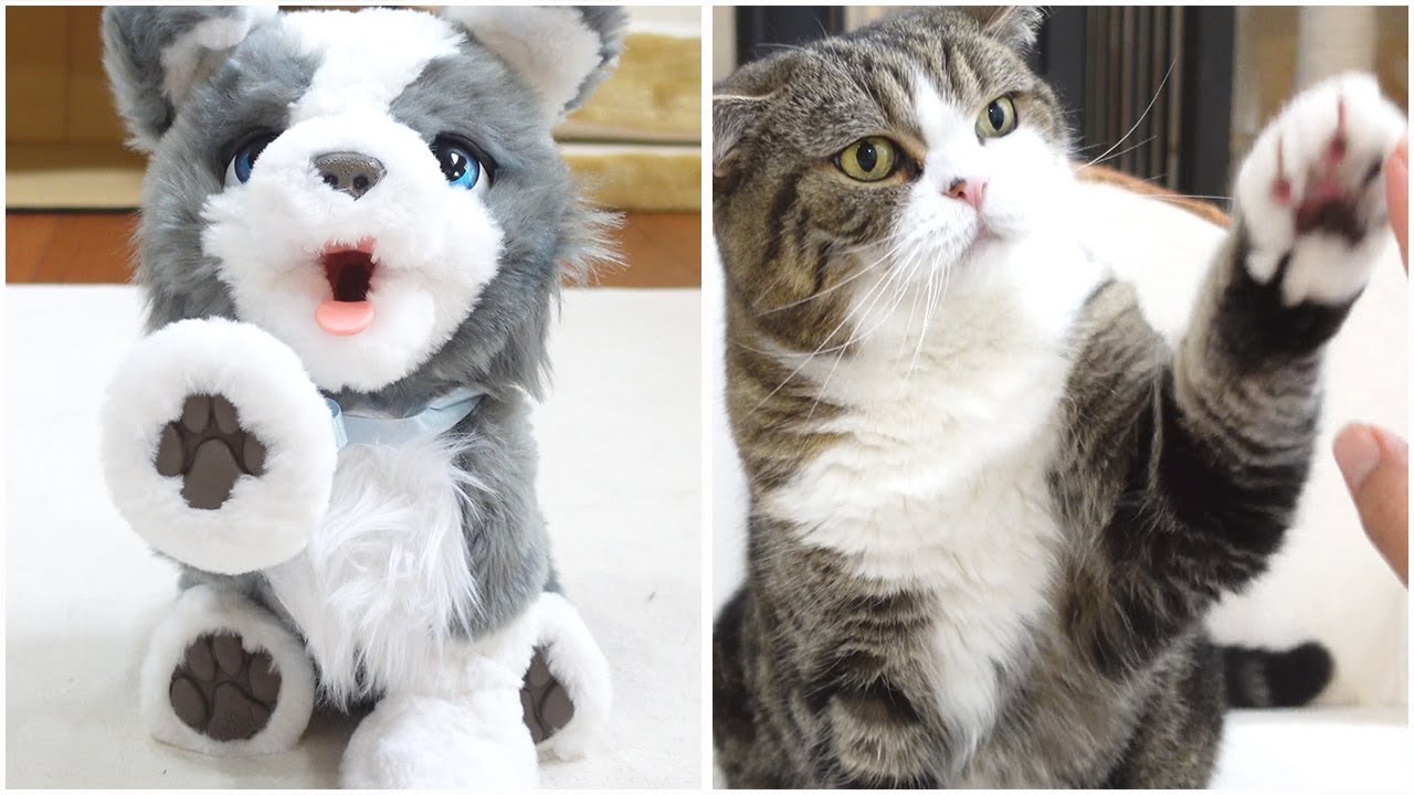 ファーリアルなねこ。-furReal Ricky and furReal Maru.- - YouTube