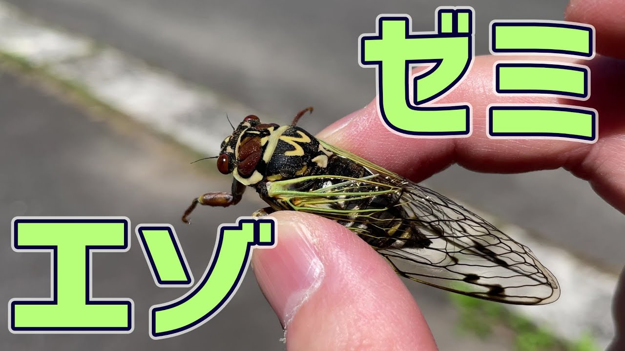 日本の美しいセミ「エゾゼミ」を手掴みで捕まえたった – クワガタ採集