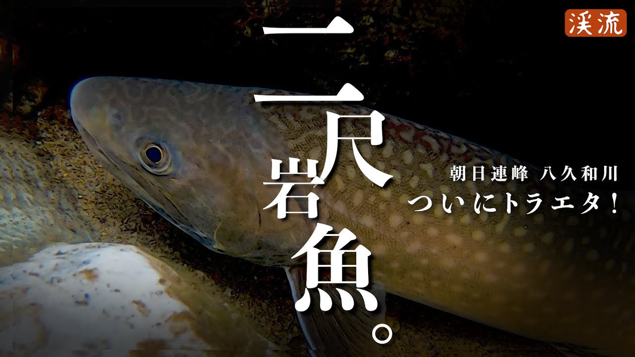 渓流釣り】ついにとらえた！”2尺”イワナ／八久和川、国内最大級の源流
