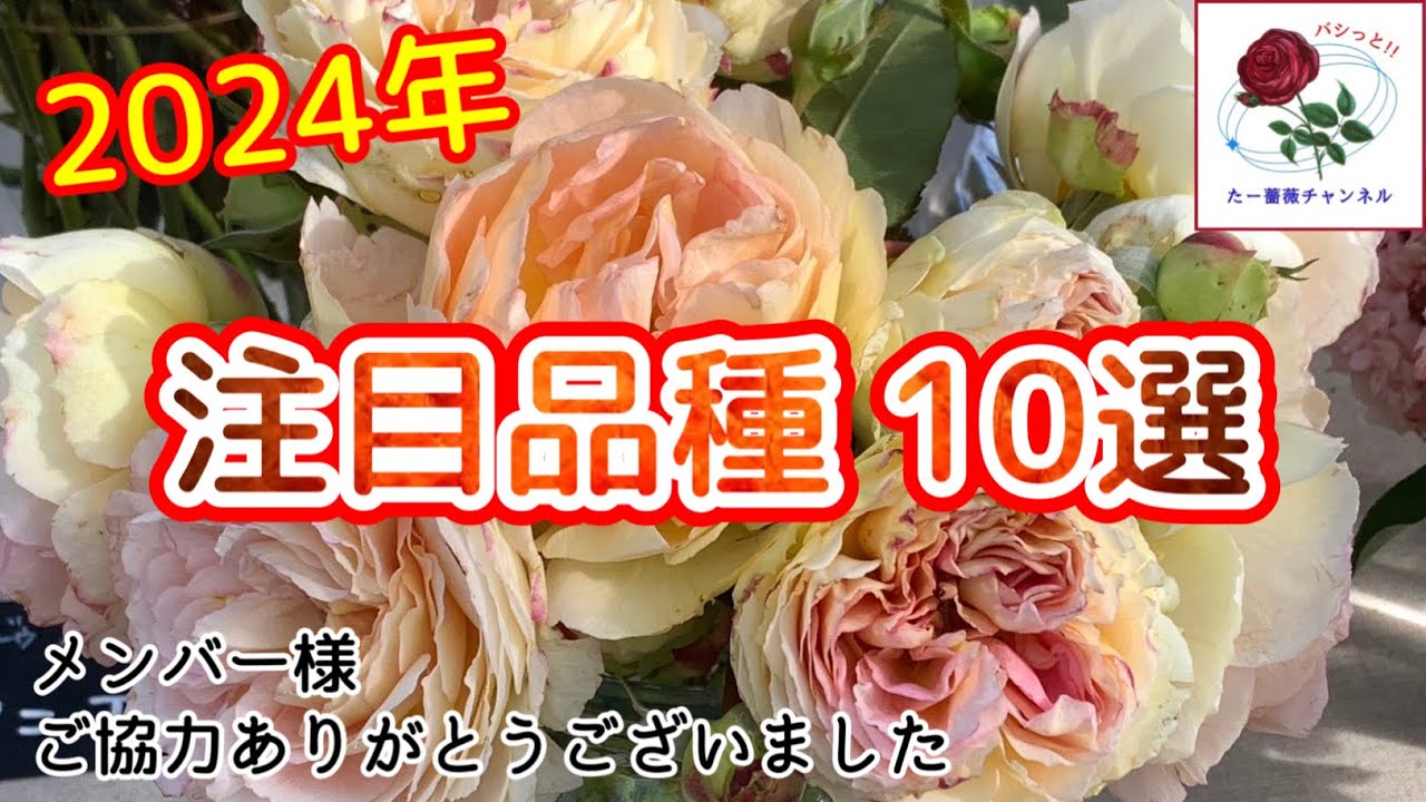 必見‼️2024年【注目品種】10選🌹新品種が独占してます😊🐻‍ - YouTube